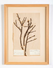 "A Collection of Dried British Grass Specimens" by W. Curtis & W. Salisbury