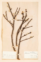 "A Collection of Dried British Grass Specimens" by W. Curtis & W. Salisbury