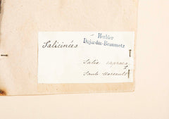 "A Collection of Dried British Grass Specimens" by W. Curtis & W. Salisbury