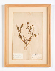 "A Collection of Dried British Grass Specimens" by W. Curtis & W. Salisbury