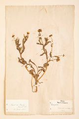 "A Collection of Dried British Grass Specimens" by W. Curtis & W. Salisbury