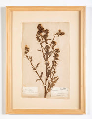 "A Collection of Dried British Grass Specimens" by W. Curtis & W. Salisbury