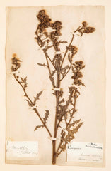 "A Collection of Dried British Grass Specimens" by W. Curtis & W. Salisbury