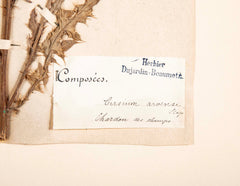 "A Collection of Dried British Grass Specimens" by W. Curtis & W. Salisbury