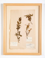 "A Collection of Dried British Grass Specimens" by W. Curtis & W. Salisbury
