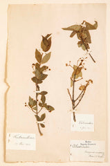 "A Collection of Dried British Grass Specimens" by W. Curtis & W. Salisbury