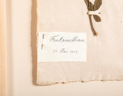 "A Collection of Dried British Grass Specimens" by W. Curtis & W. Salisbury
