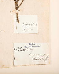 "A Collection of Dried British Grass Specimens" by W. Curtis & W. Salisbury