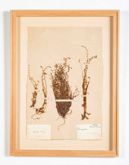 "A Collection of Dried British Grass Specimens" by W. Curtis & W. Salisbury