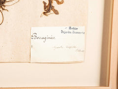 "A Collection of Dried British Grass Specimens" by W. Curtis & W. Salisbury