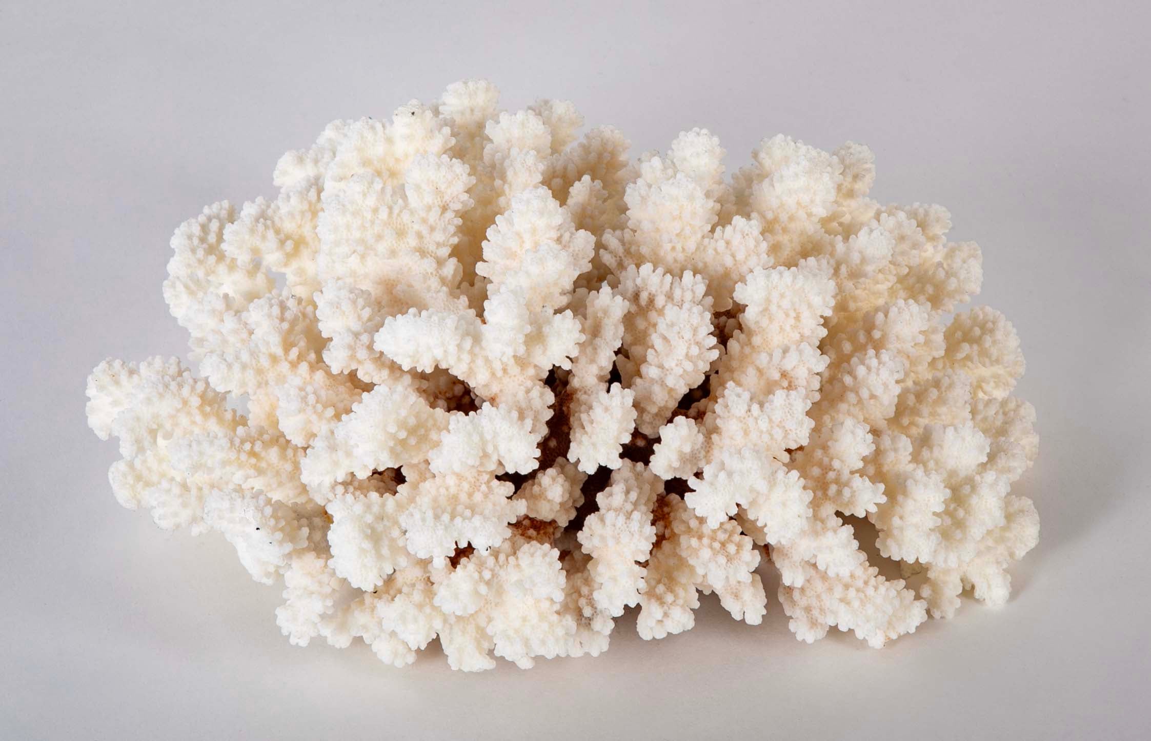 White Cauliflower Form Coral