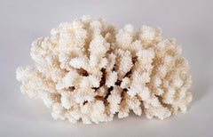 White Cauliflower Form Coral