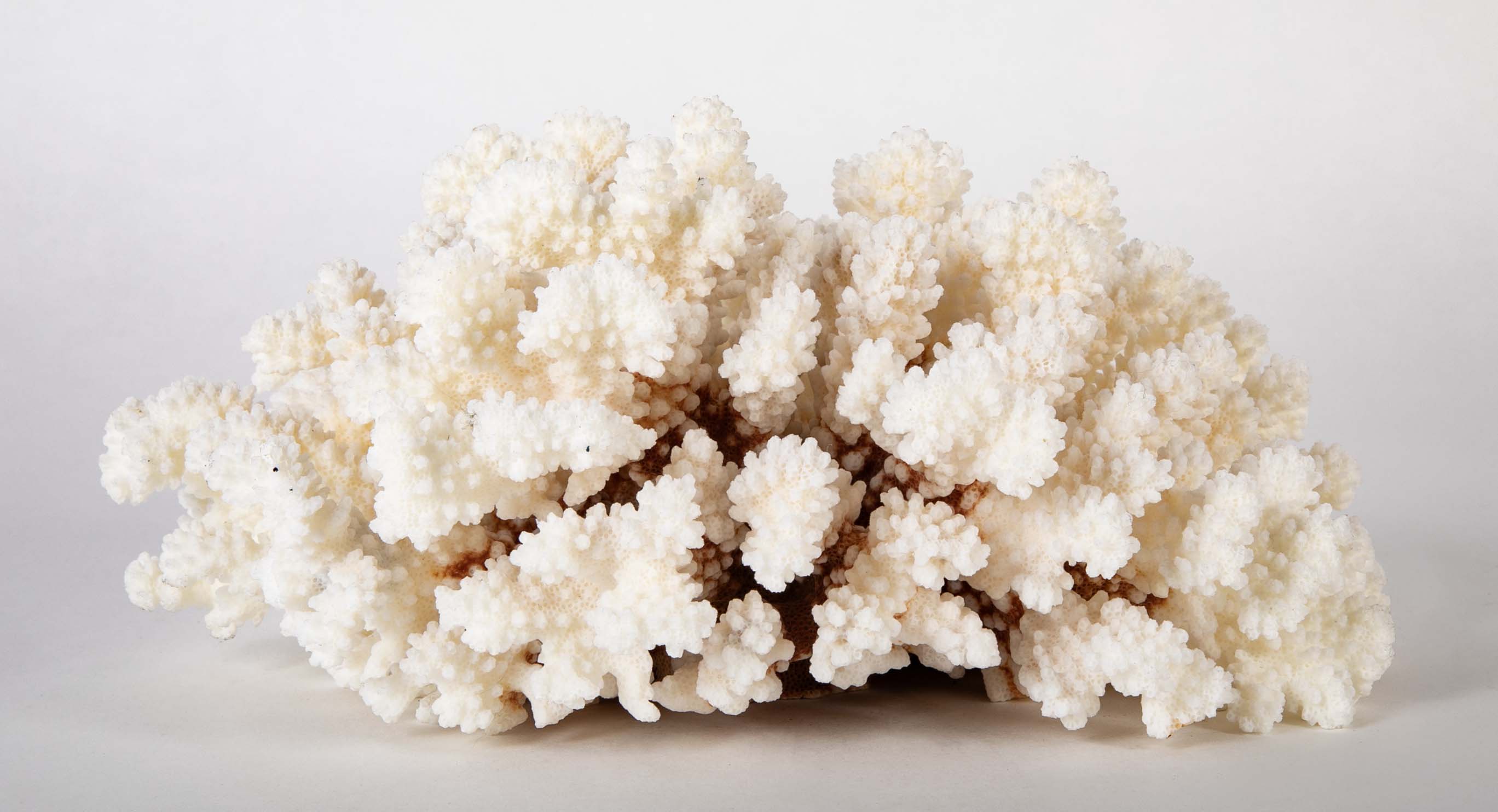 White Cauliflower Form Coral