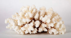 White Cauliflower Form Coral