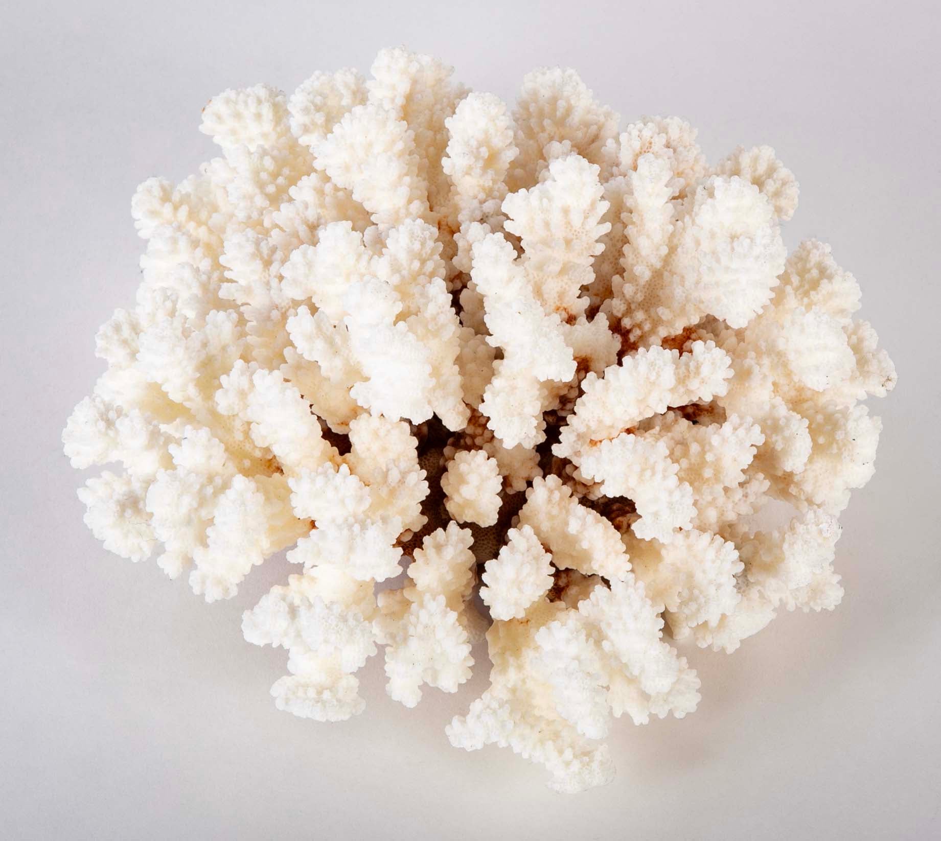 White Cauliflower Form Coral