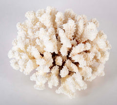 White Cauliflower Form Coral