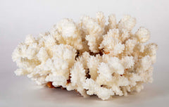 White Cauliflower Form Coral