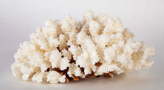 White Cauliflower Form Coral