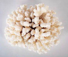 White Cauliflower Form Coral