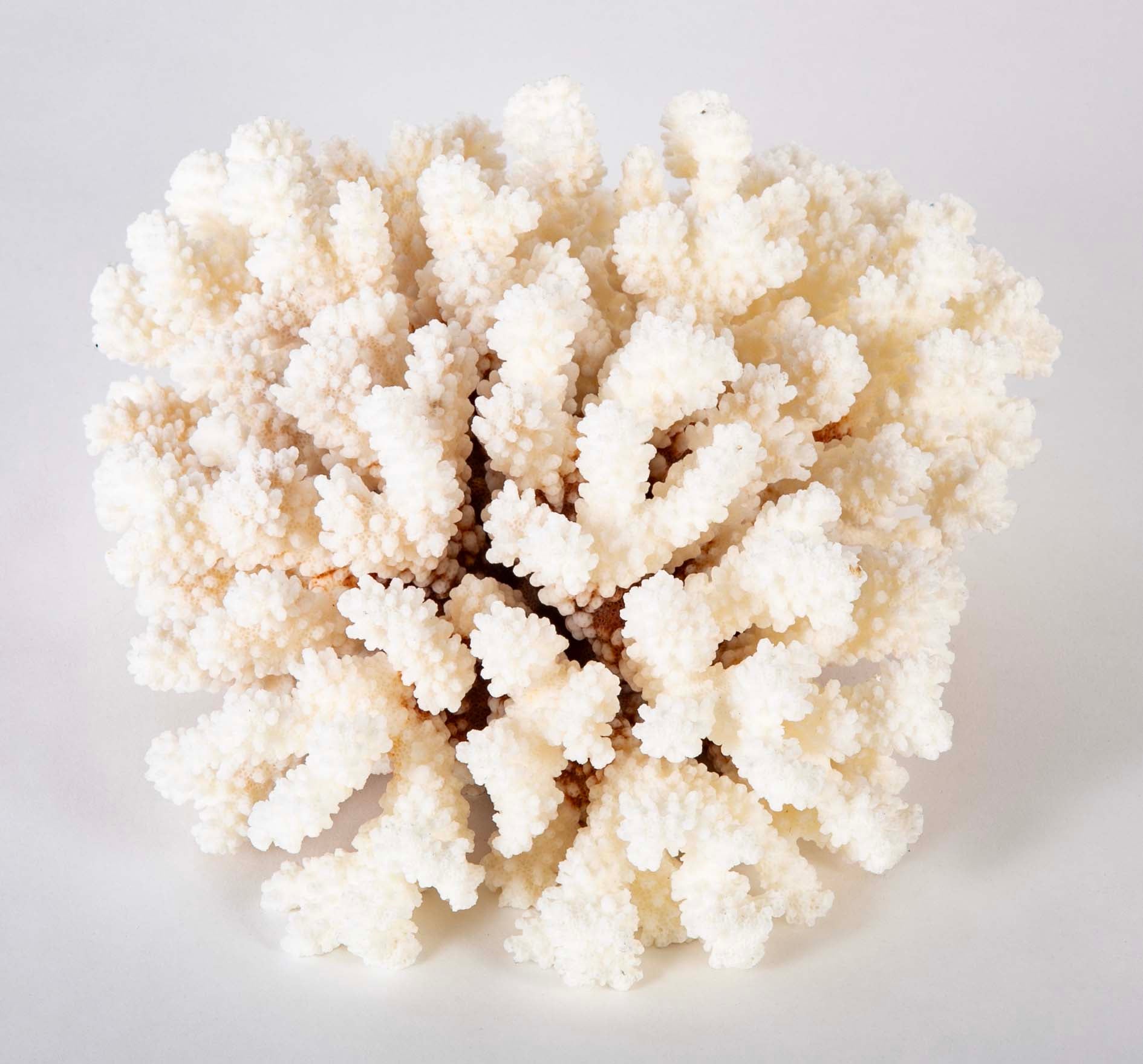 White Cauliflower Form Coral