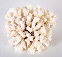 White Cauliflower Form Coral