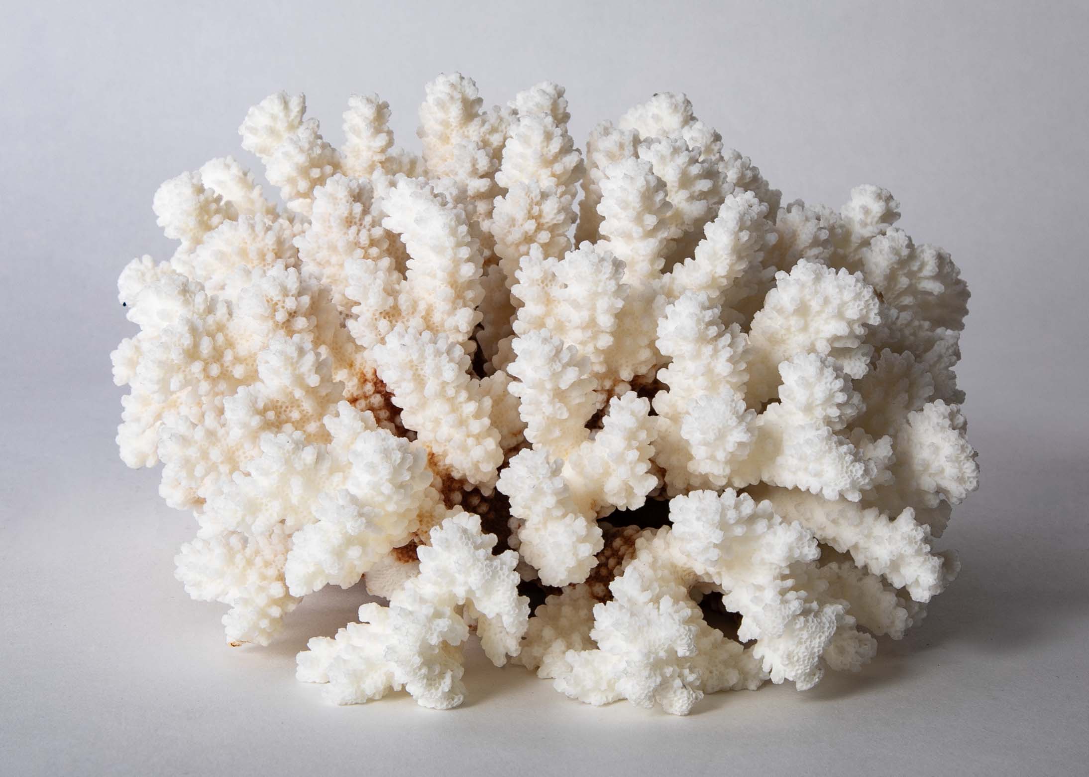 White Cauliflower Form Coral