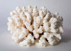 White Cauliflower Form Coral