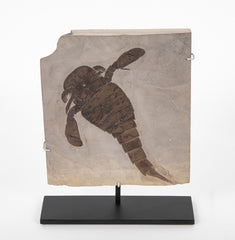 "Sea Scorpion" Eurypterus Remipes Fossil In Slate Matrix