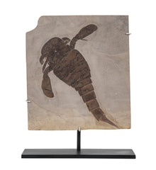 "Sea Scorpion" Eurypterus Remipes Fossil In Slate Matrix