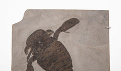 "Sea Scorpion" Eurypterus Remipes Fossil In Slate Matrix