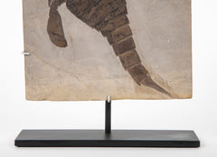 "Sea Scorpion" Eurypterus Remipes Fossil In Slate Matrix