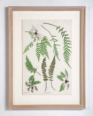 Thomas Moore Print from "The Ferns of Great Britain and Ireland" in Custom Cedar Frame