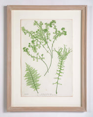Thomas Moore Print from "The Ferns of Great Britain and Ireland" in Custom Cedar Frame
