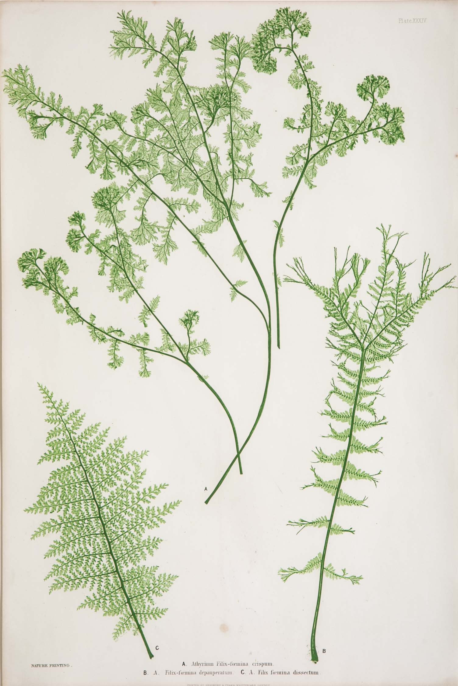 Thomas Moore Print from "The Ferns of Great Britain and Ireland" in Custom Cedar Frame
