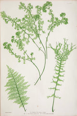 Thomas Moore Print from "The Ferns of Great Britain and Ireland" in Custom Cedar Frame