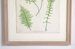 Thomas Moore Print from "The Ferns of Great Britain and Ireland" in Custom Cedar Frame