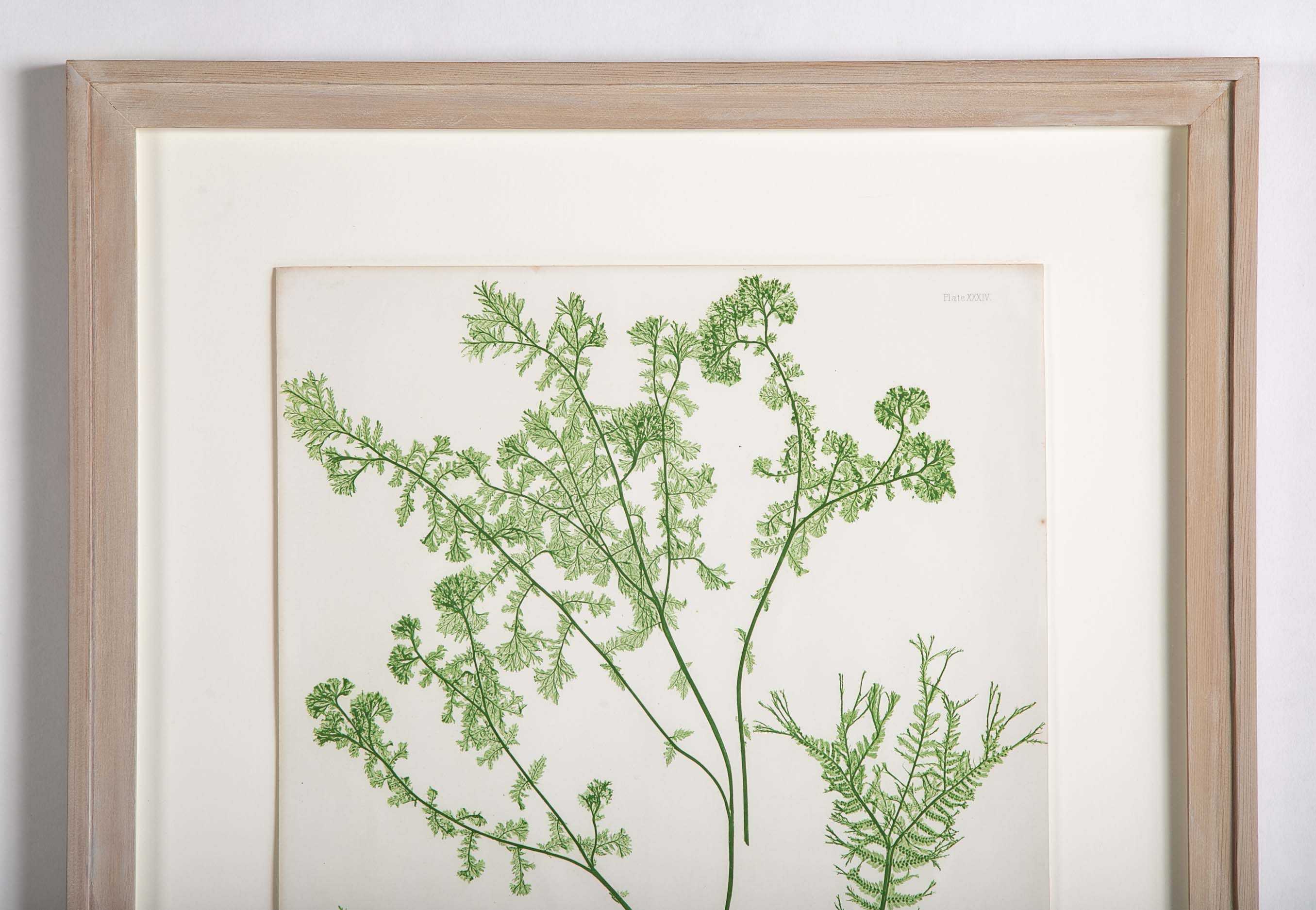Thomas Moore Print from "The Ferns of Great Britain and Ireland" in Custom Cedar Frame
