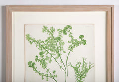 Thomas Moore Print from "The Ferns of Great Britain and Ireland" in Custom Cedar Frame