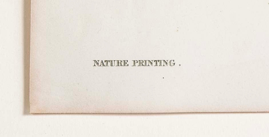 Thomas Moore Print from "The Ferns of Great Britain and Ireland" in Custom Cedar Frame