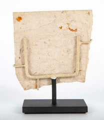 Carpopenaeus  Fossil Shrimp from the Sannine Formation in Hjoula, Lebanon
