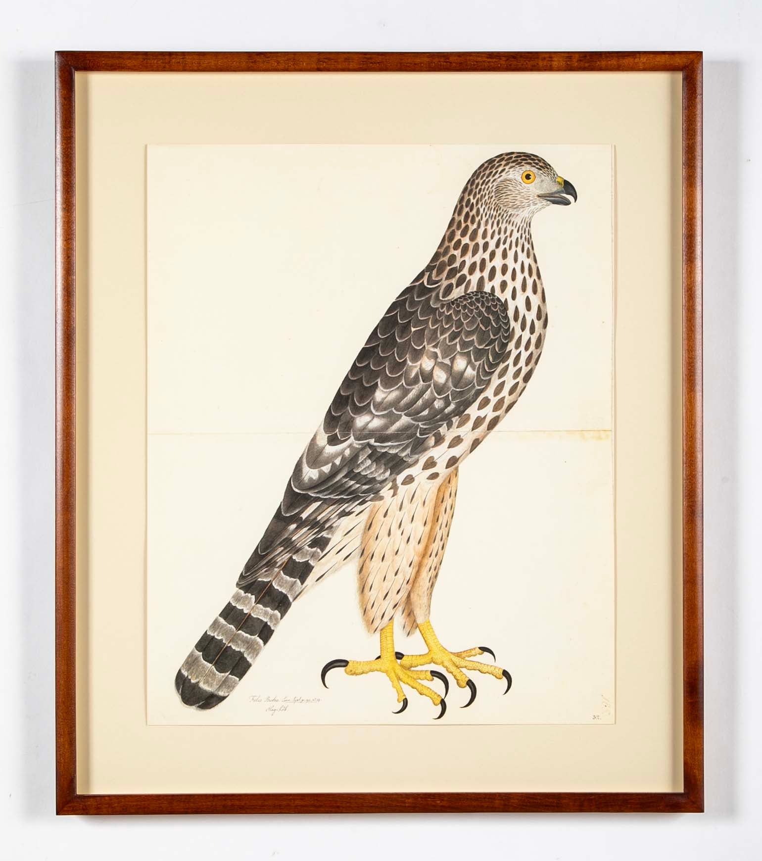 Offset Lithograph of "Goshawk, Juvenile Female Northern Type" from the "The  Great Bird Book" by Olof Rudbeck The Younger