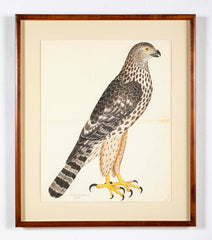 Offset Lithograph of "Goshawk, Juvenile Female Northern Type" from the "The  Great Bird Book" by Olof Rudbeck The Younger