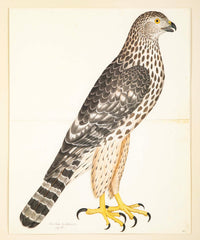 Offset Lithograph of "Goshawk, Juvenile Female Northern Type" from the "The  Great Bird Book" by Olof Rudbeck The Younger