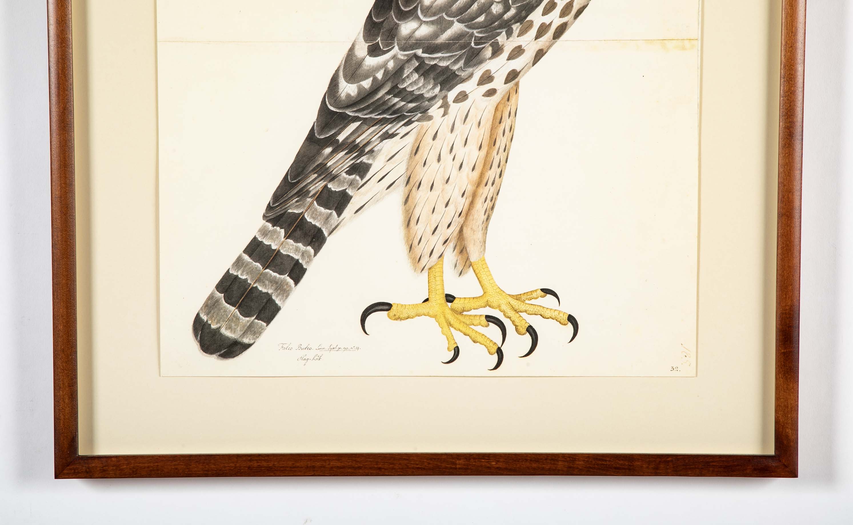 Offset Lithograph of "Goshawk, Juvenile Female Northern Type" from the "The  Great Bird Book" by Olof Rudbeck The Younger