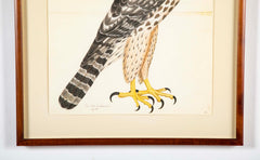 Offset Lithograph of "Goshawk, Juvenile Female Northern Type" from the "The  Great Bird Book" by Olof Rudbeck The Younger