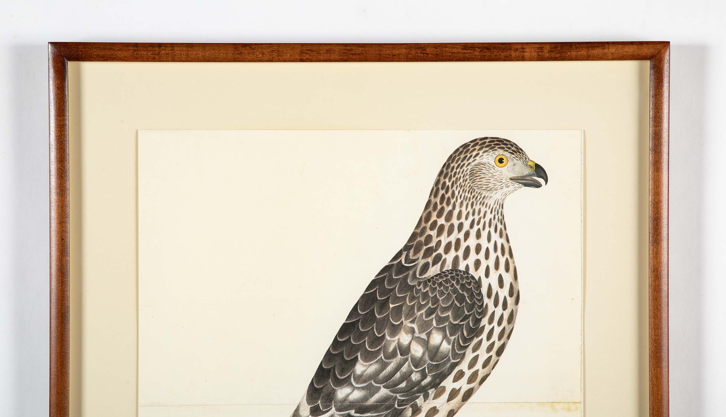 Offset Lithograph of "Goshawk, Juvenile Female Northern Type" from the "The  Great Bird Book" by Olof Rudbeck The Younger