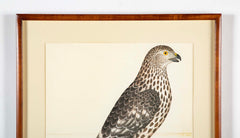 Offset Lithograph of "Goshawk, Juvenile Female Northern Type" from the "The  Great Bird Book" by Olof Rudbeck The Younger