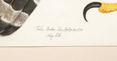 Offset Lithograph of "Goshawk, Juvenile Female Northern Type" from the "The  Great Bird Book" by Olof Rudbeck The Younger