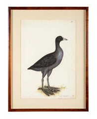 Offset Lithograph of "Eurasian Coot" from the "The  Great Bird Book" by Olof Rudbeck The Younger
