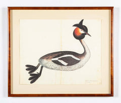 Offset Lithograph of "Great Crested Grebe" from the "The Great Bird Book" by Olof Rudbeck The Younger